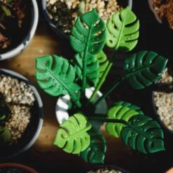 Piques Apéritif Tropical Party -GourmetHome Soldes Magasin a784a74f832042ab91f0a748360fcc2e